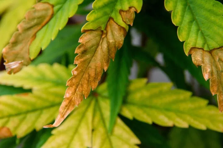 what is cannabis nutrient burn