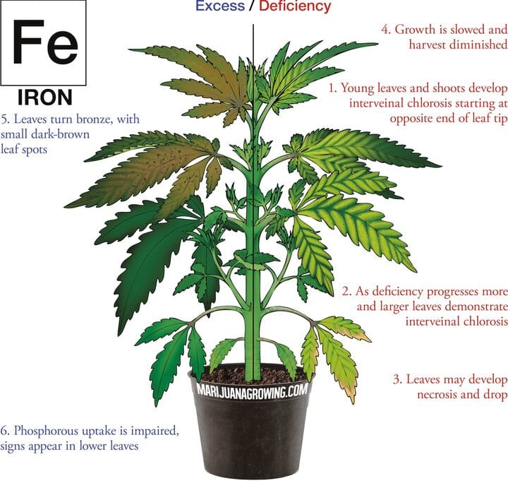 cannabis nutrient deficienices