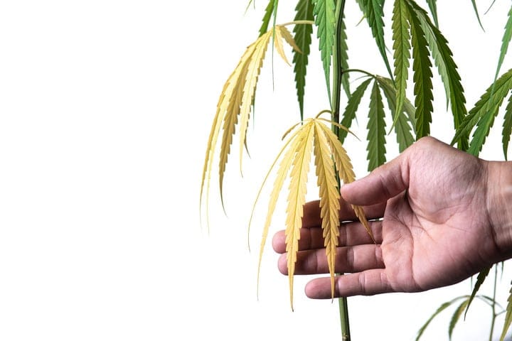 signs of incorrect cannabis pH