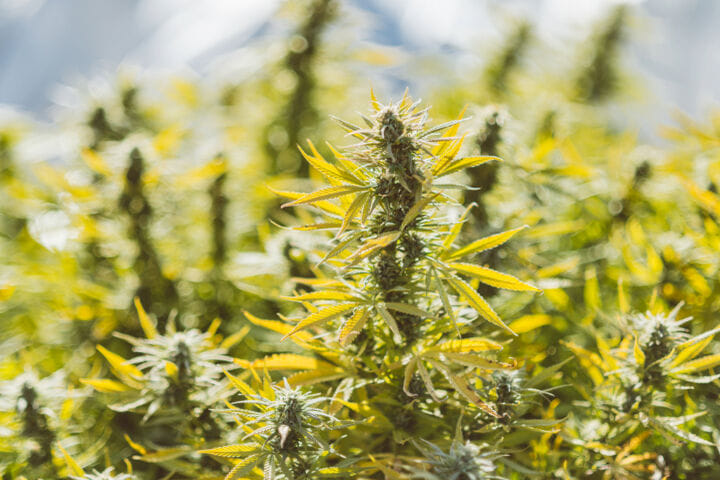 best weed strains for outdoor growing