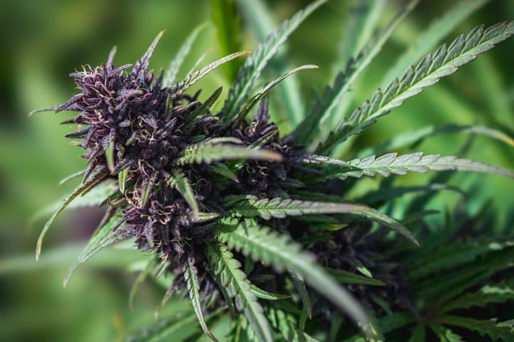 let the weather shape decisions with outdoor cannabis