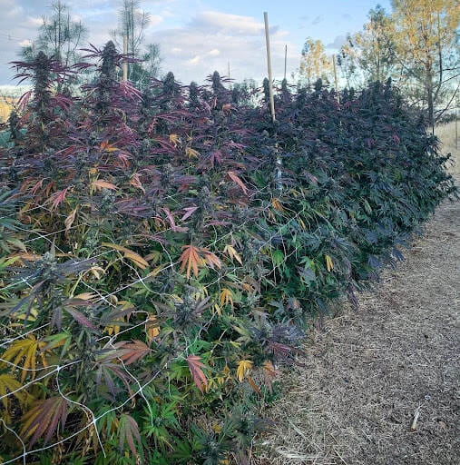 flowering cannabis plants outdoors