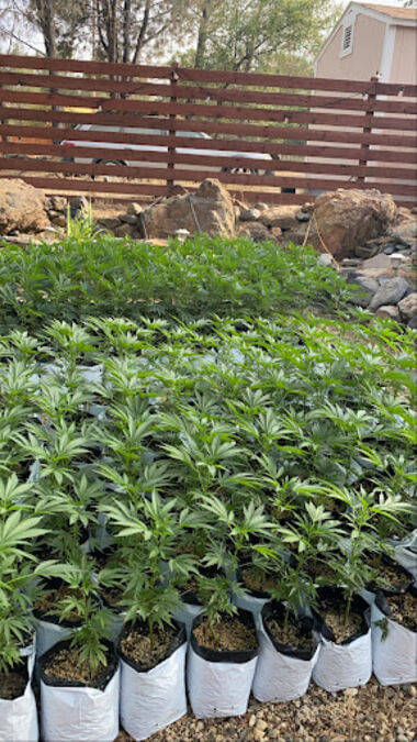 native soil benefits outdoor cannabis plants