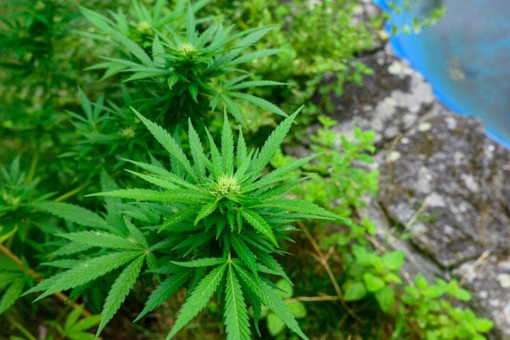 choosing an outdoor cannabis grow
