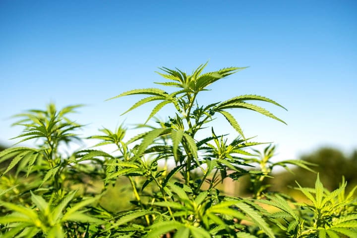can every cannabis plant be revegged?