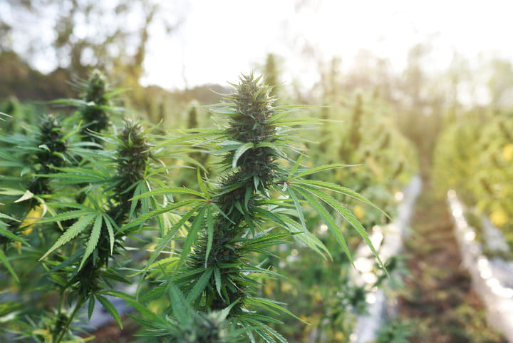 outdoor flowering cannabis