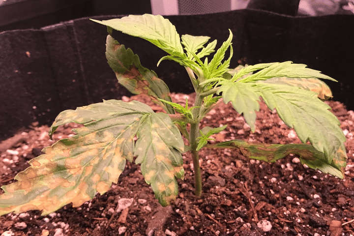 how to recognize overwatering