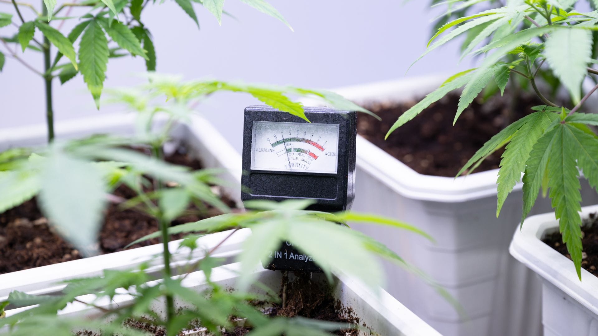 Monitor Soil pH for best nutrient uptake