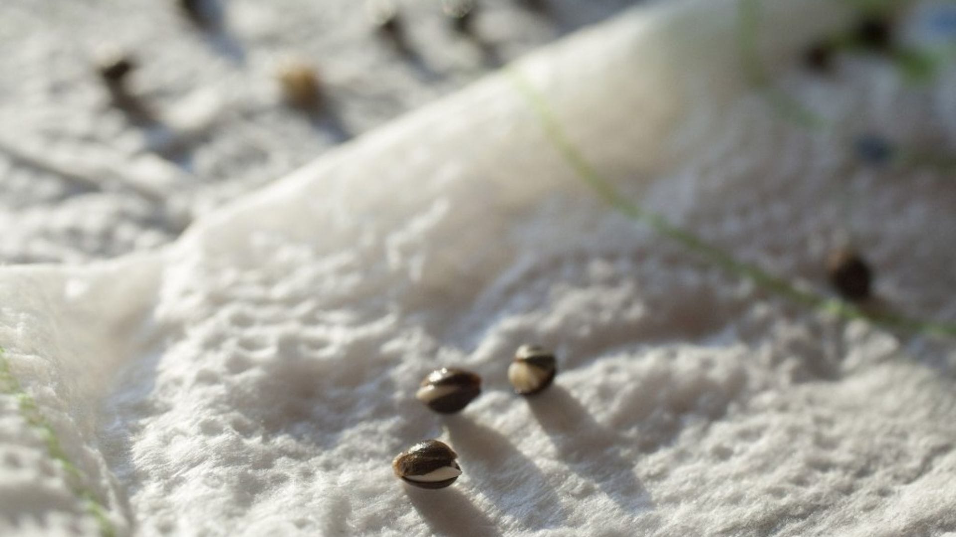 YOu can germinate seeds using wet paper towels