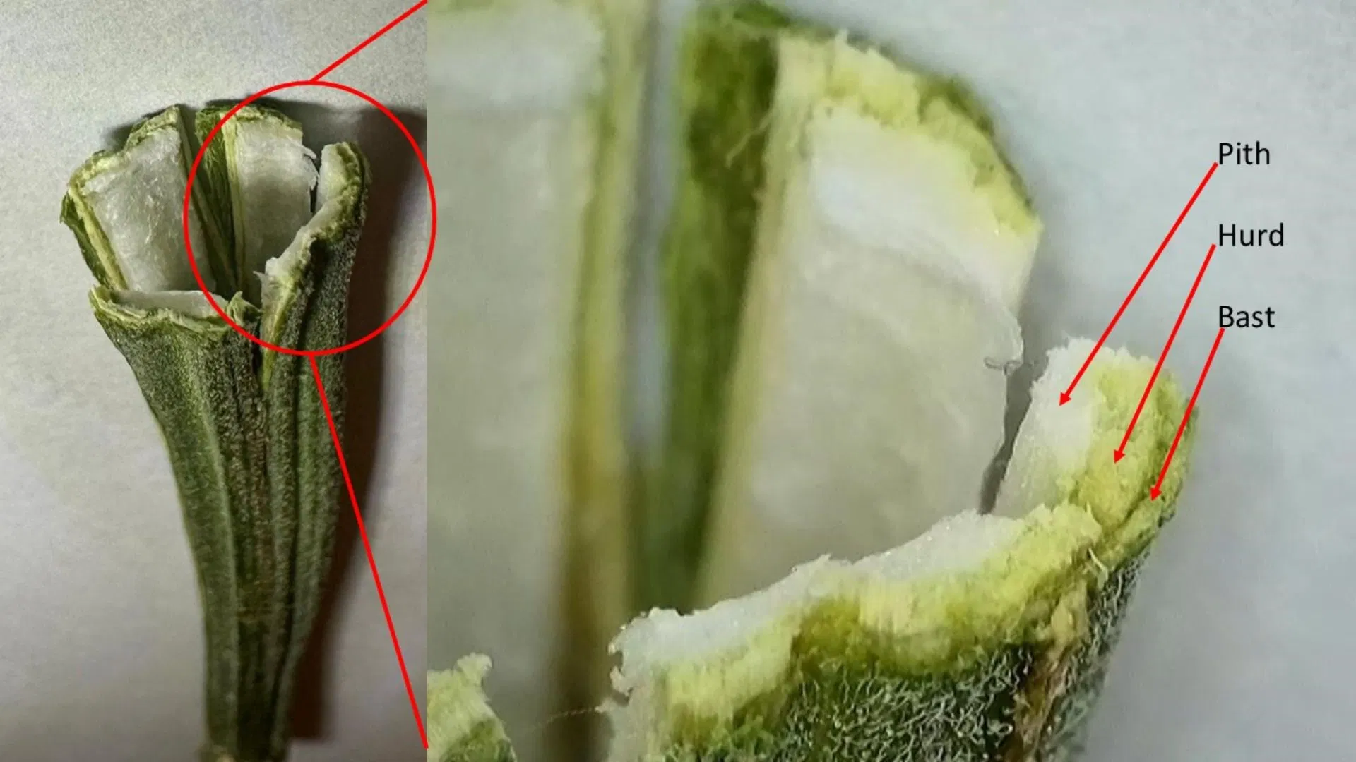 inside a partly dried cannabis stem