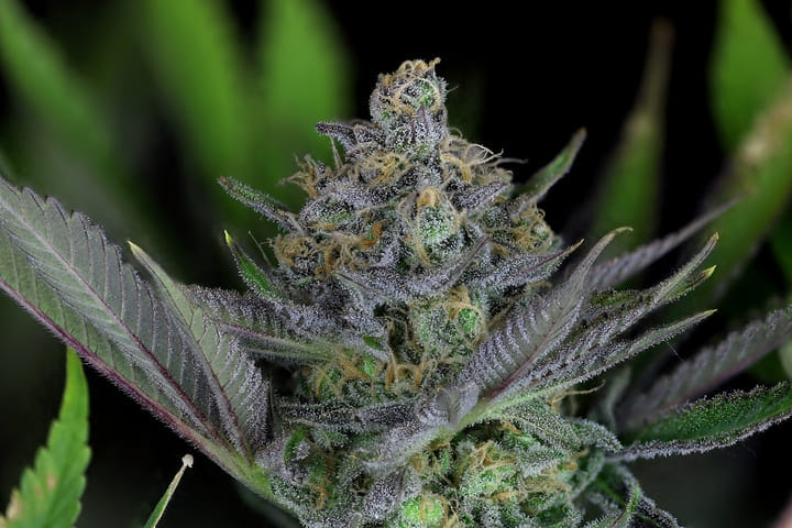 Seedsman Peyyote Zkittlez