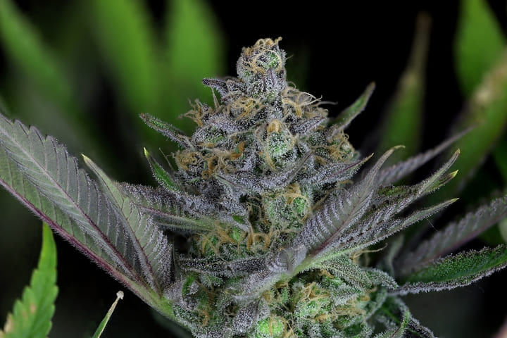 Seedsman Peyote Zkittlez