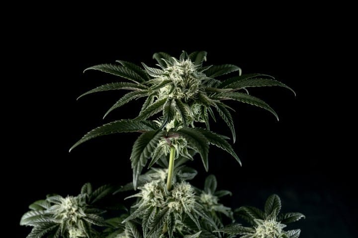 Peyote Zkittlez in der Blütephase