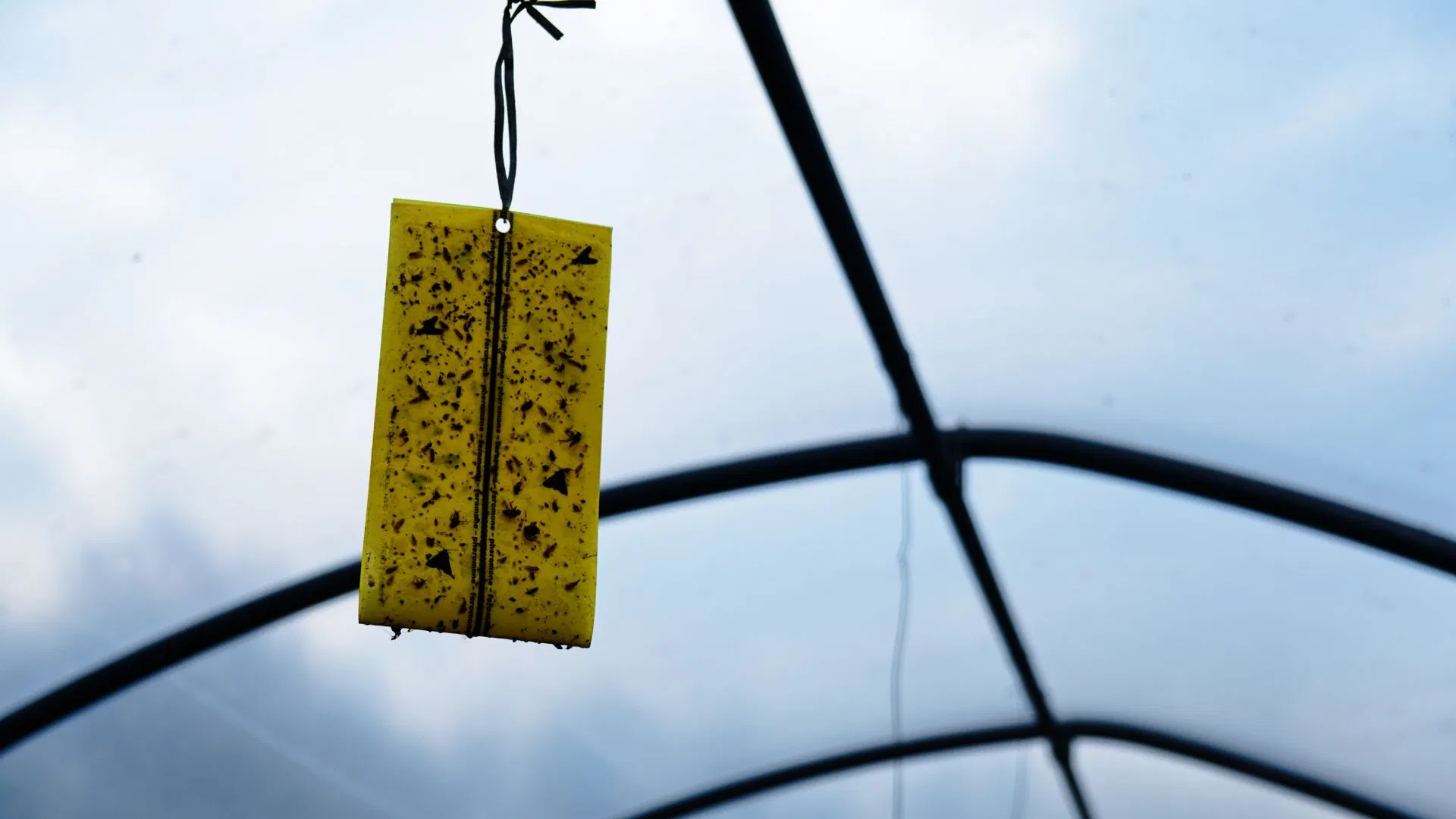 pheromone traps help keep insects away from plants