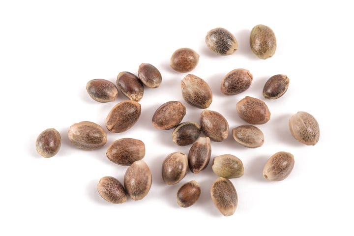 choosing the right cannabis genetics is crucial