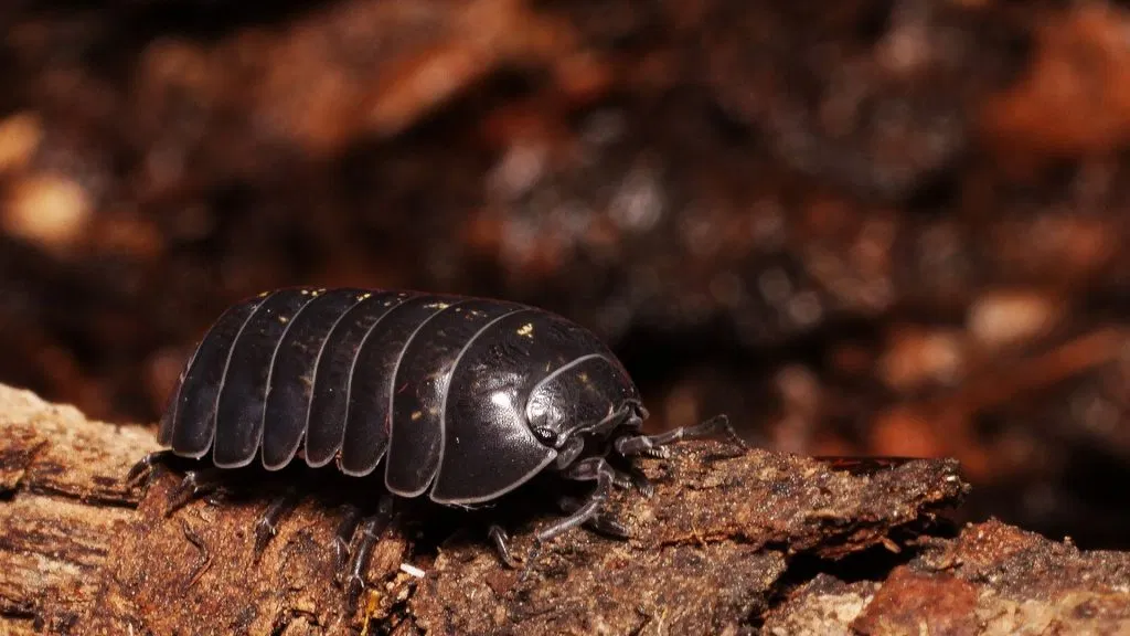 Pillbug on bark Image