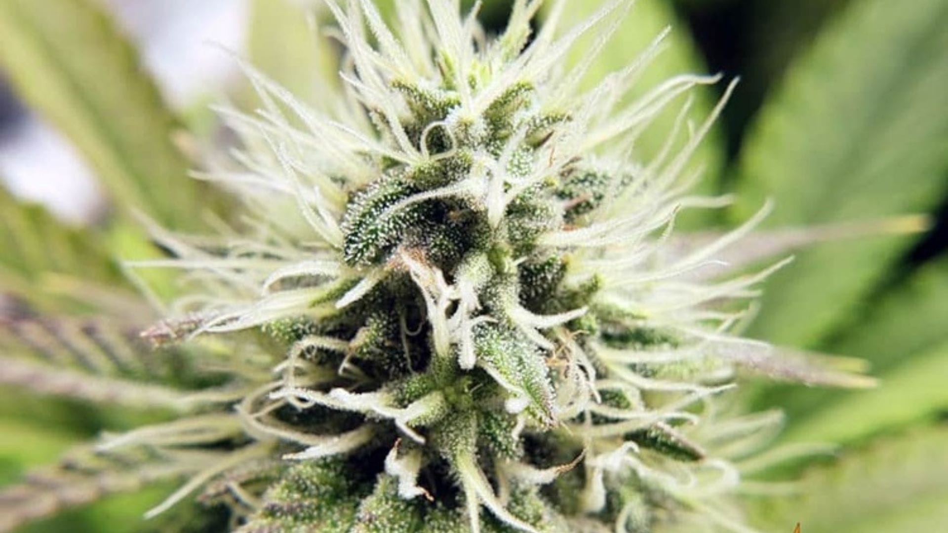 Pineapple Chunk form Barney''s Farm