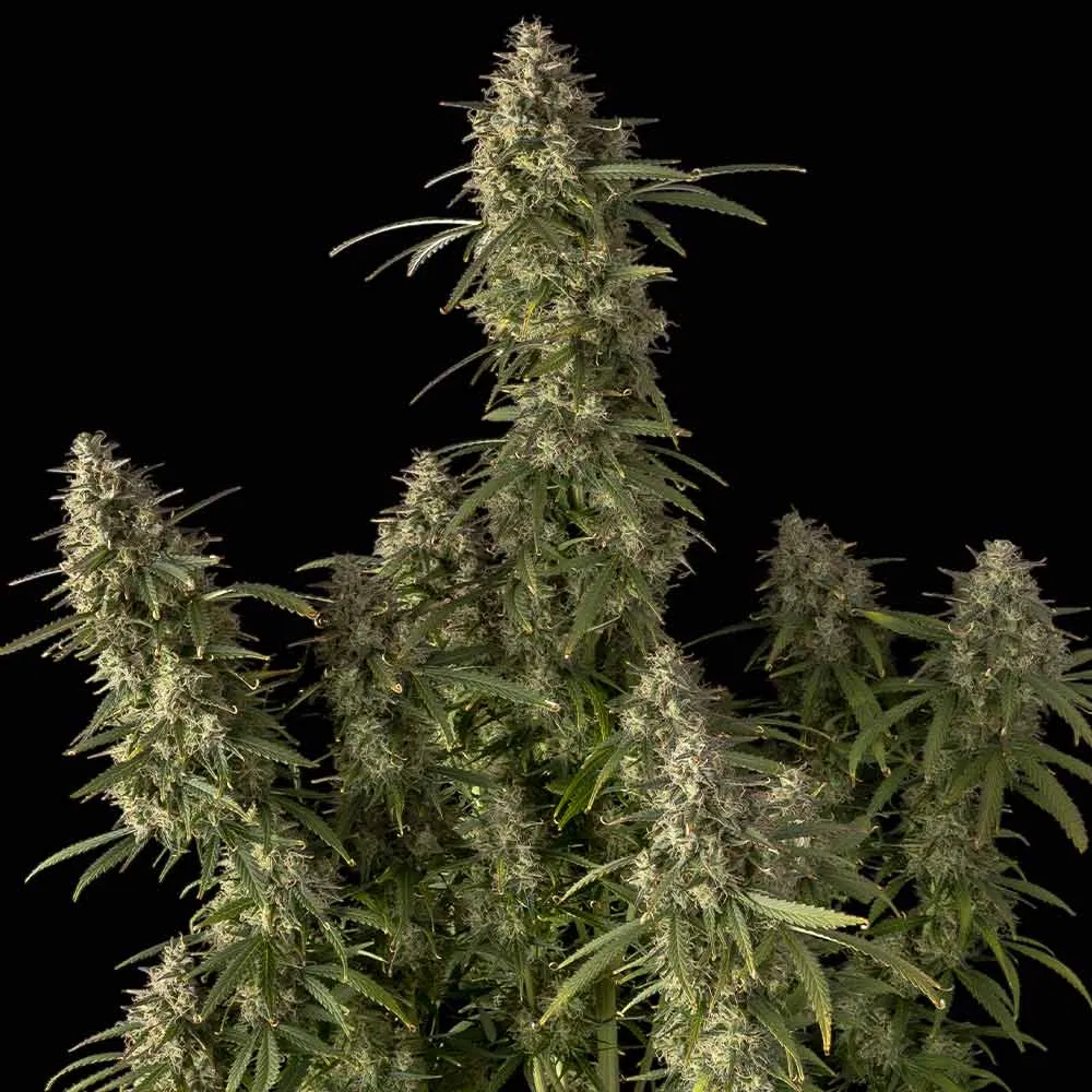 Seedsman Pineapple OG