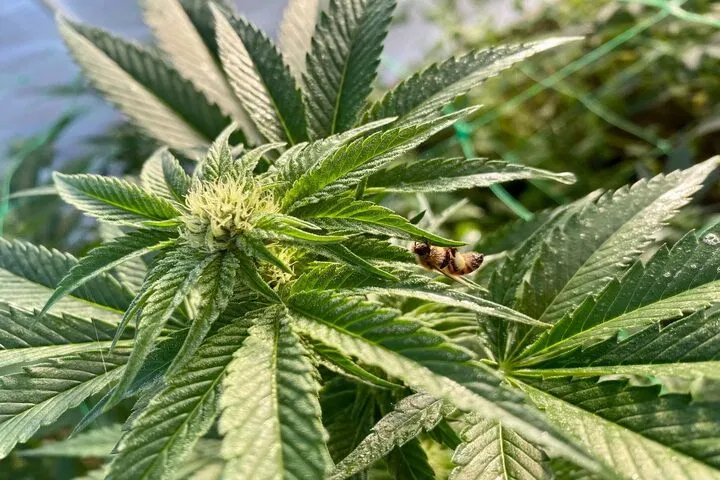 frequencies and cannabis plant hormones