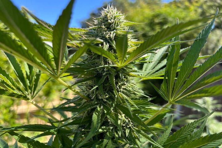 understand the sun path when planting cannabis