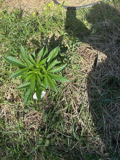 grasshoppers are attracted to outdoor cannabis