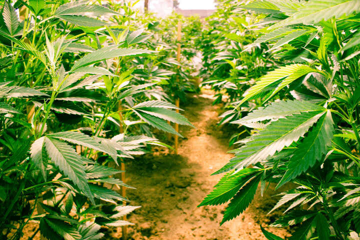 plants supports and stakes