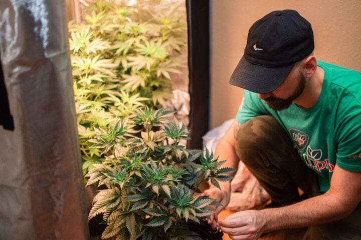 training plants can help shorten the veg stage