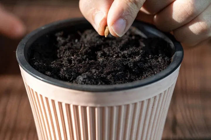 how deep should you plant cannabis seed?