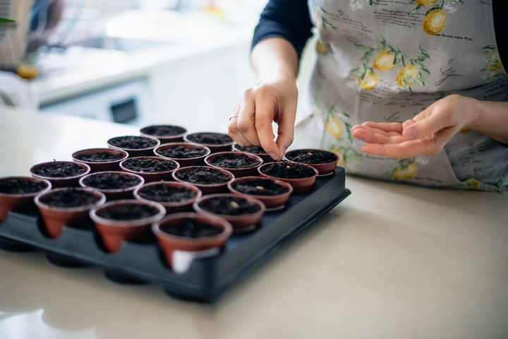 plant your seeds quickly once they've germinated