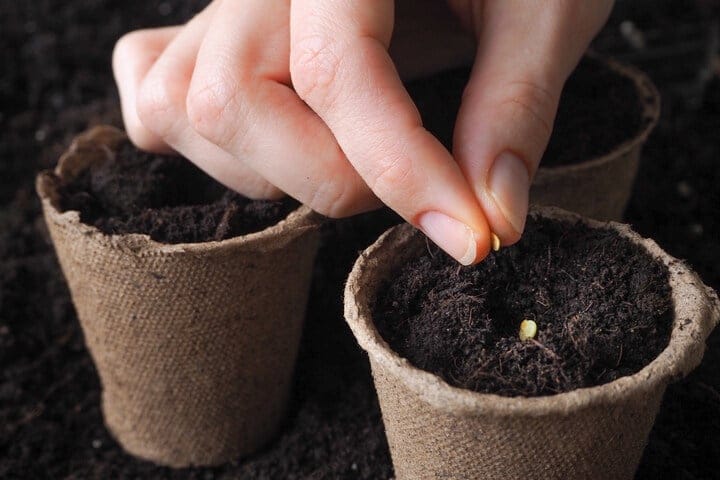 how to plant cannabis seeds
