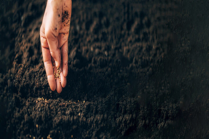 how to plant your cannabis seeds