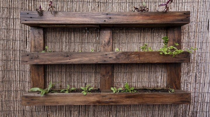 plants growing in a wooden pallet