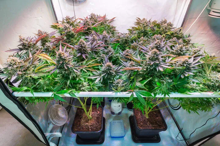 when are plants ready to flush