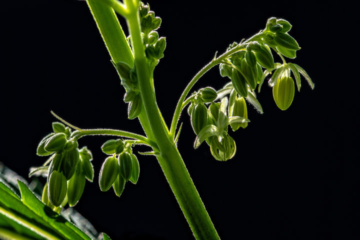 pollen sacs of male flower