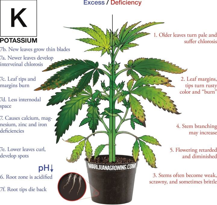 cannabis leaf phosphorus deficiency