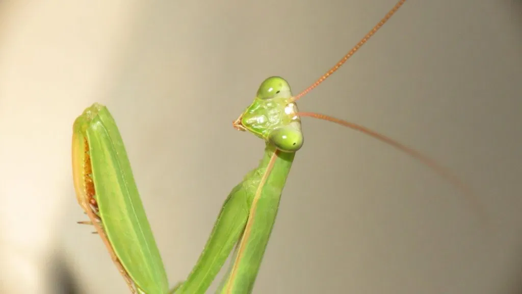 Praying Mantis Image