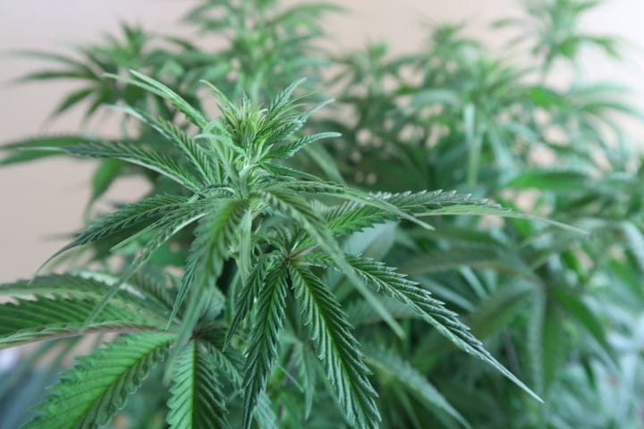 cannabis in pre-flowering