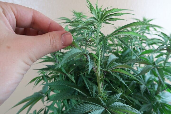 what cannabis looks like in pre-flower