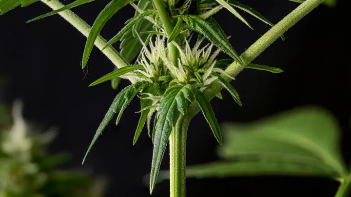 pre flowering cannabis