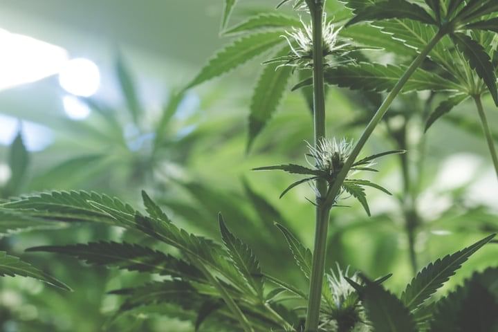 pre-flowering cannabis