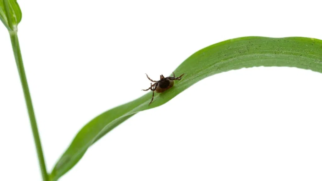 Predatory Mite Image