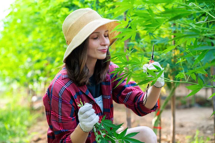 growing indica cannabis strains