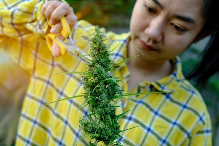 does plant training help cannabis buds
