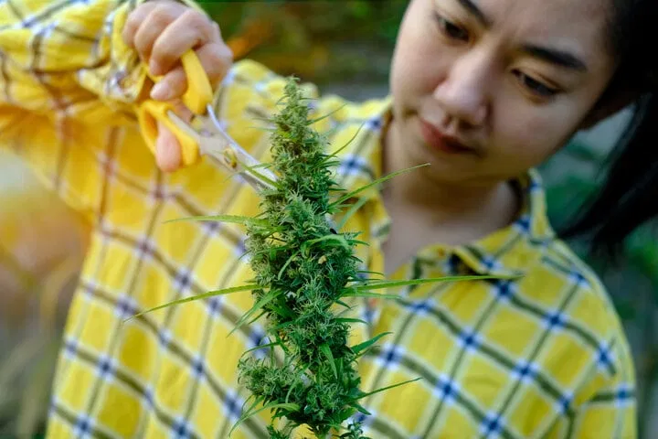 does plant training help cannabis buds