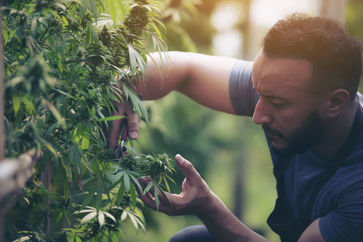 only adjust flowering cannabis plants if necessary