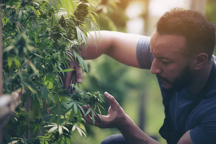 only adjust flowering cannabis plants if necessary