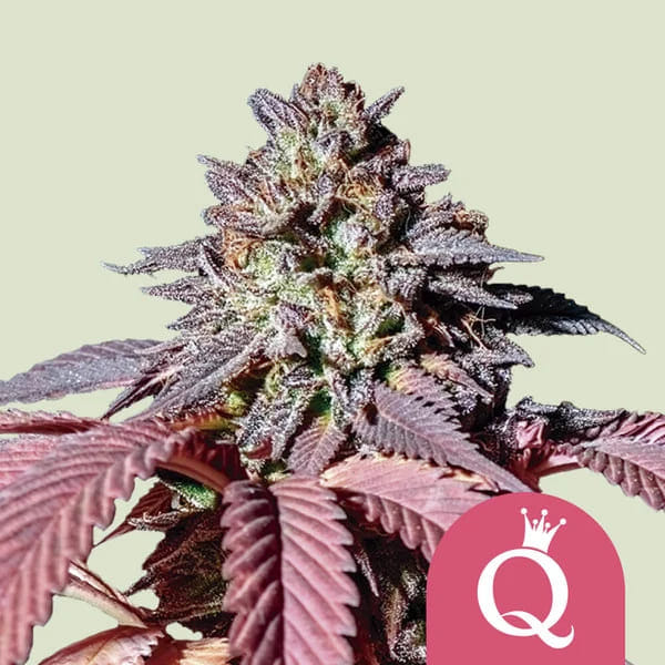 RQS Purple Queen