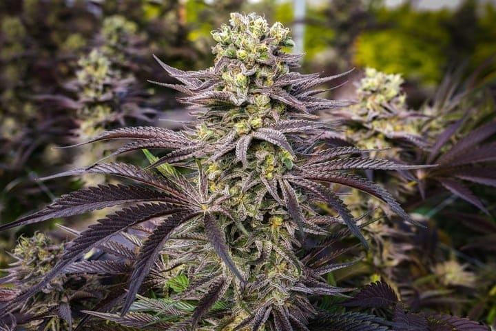 some flavonoids influence color expression in cannabis