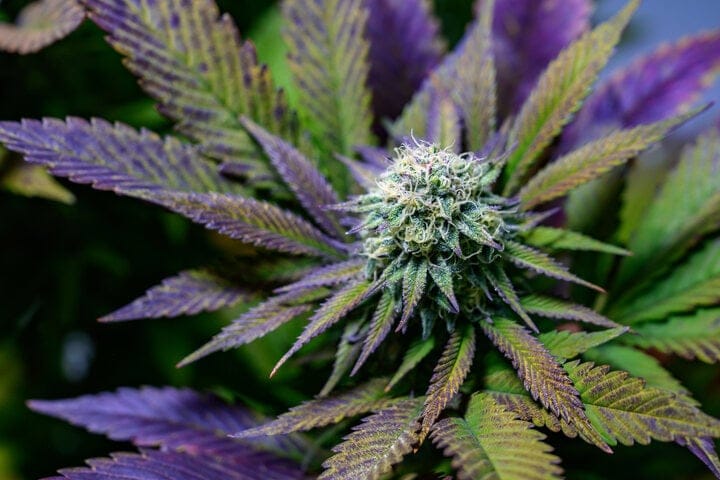 flavonoids are found in cannabis flowers