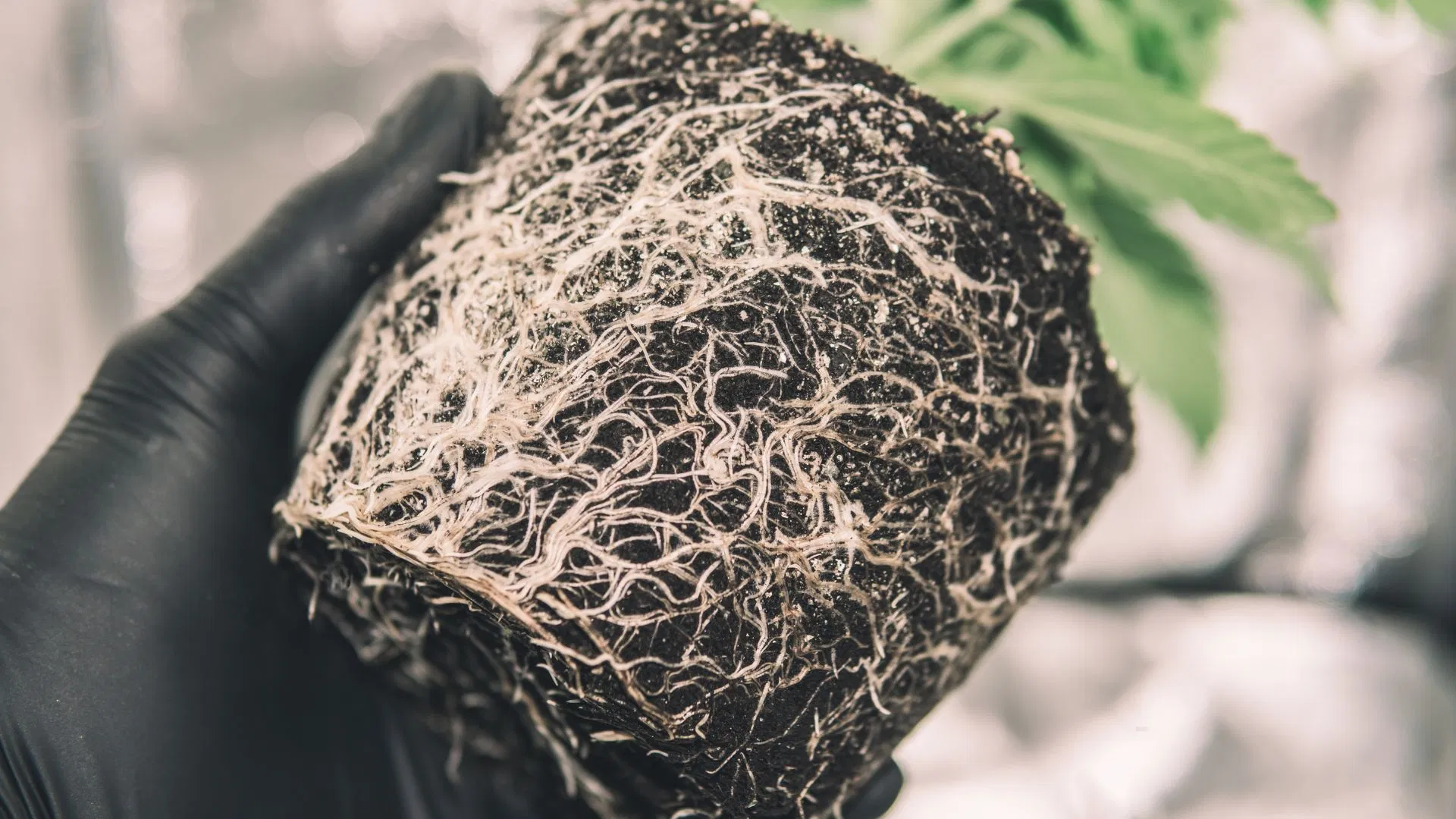 The Rhizophere
